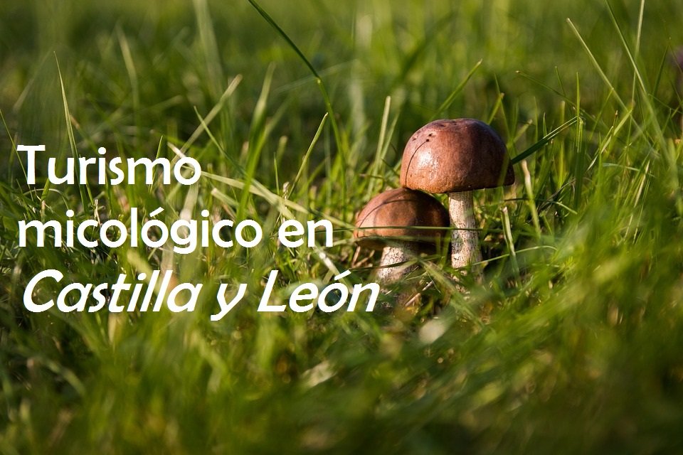 turismo micológico en castilla y león