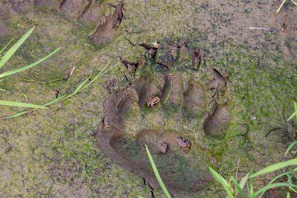 huellas en la tierra Ruta de Interpretación turismo en castilla y león