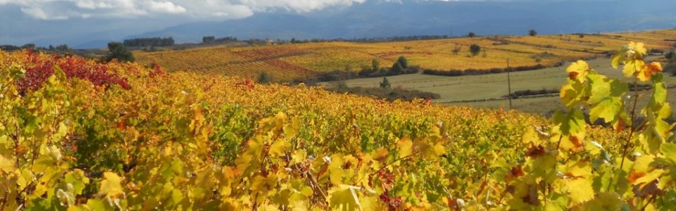 viñedos El Bierzo, casa rural la osa mayor
